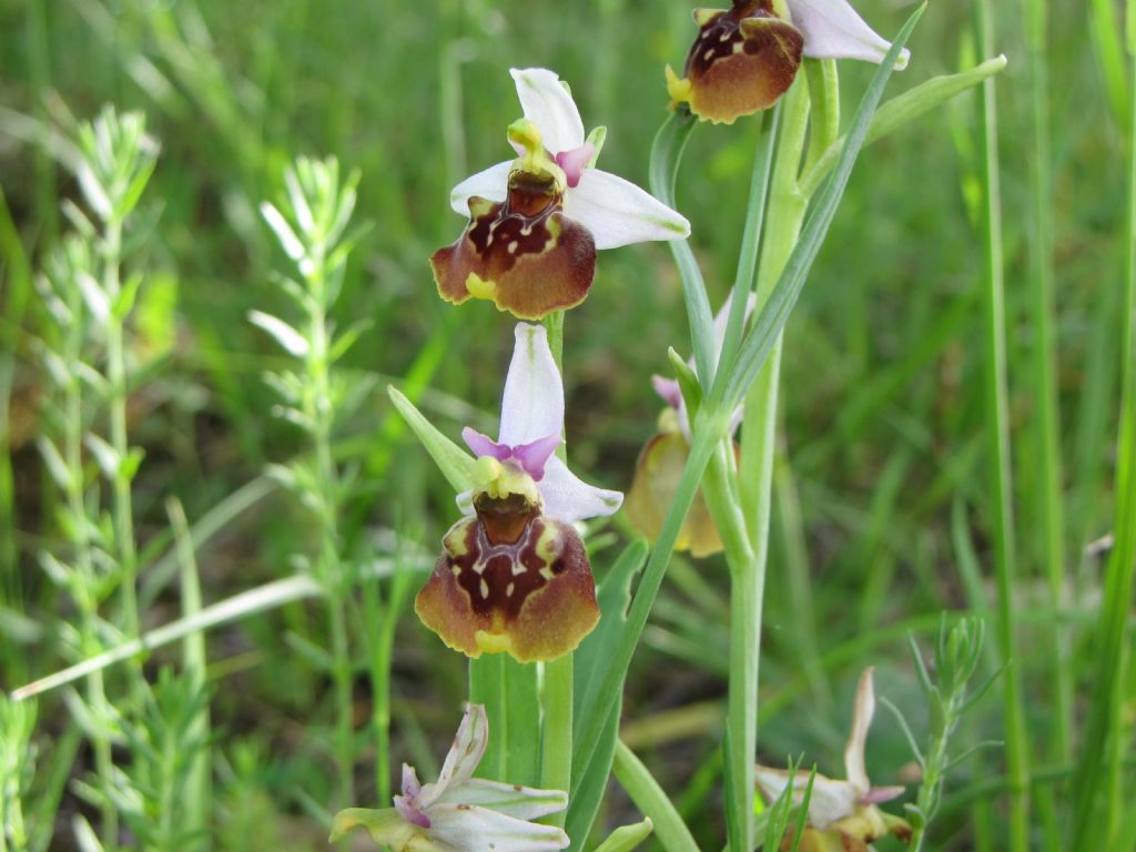 strana fuciflora